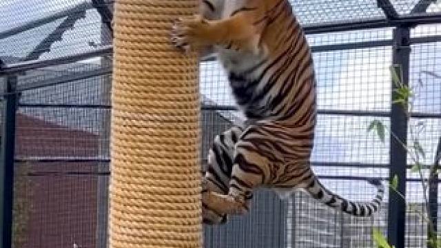 野生动物零距离~