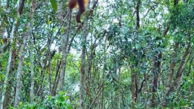 野生动物零距离~