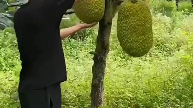 我还以为是卖榴莲的广告，没想到是卖刀的