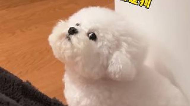 #萌宠  从开开心心到骂骂咧咧，只需要一瞬间 #狗狗  #萌宠出道计划  #可爱