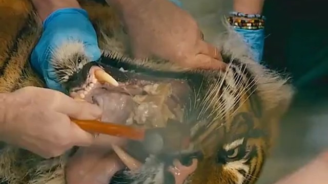 类似于吃藕塞牙它有没有感恩的心，原来人类帮助了我