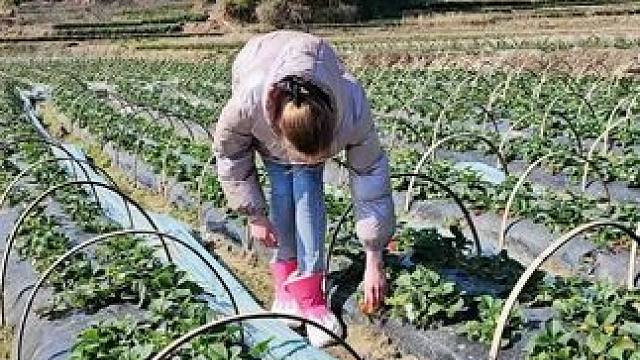 摘拉，Yummy#农村生活 #采摘采摘啦 #草莓 #新鲜采摘 #春游去哪摘草莓