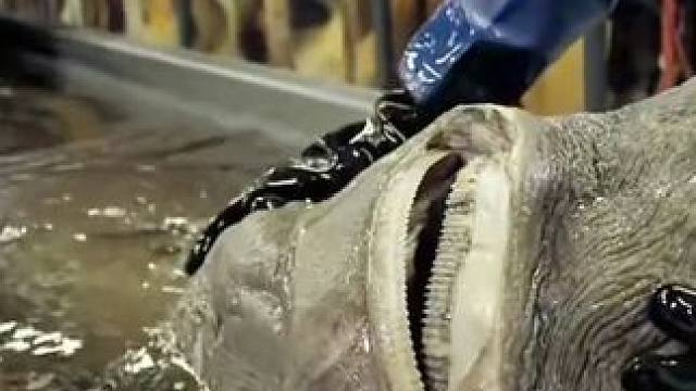 寻找格陵兰海怪＋重返非洲 合集 #纪录片 #揭秘 #河中巨怪