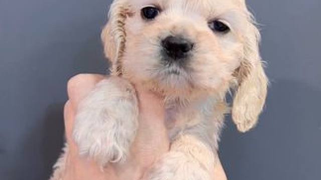 浅色美卡妹妹#可卡犬 #美卡 #美卡犬 #美卡幼犬 #摇粒绒小狗