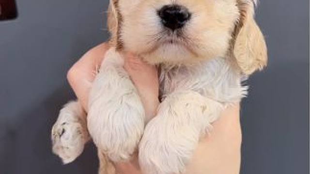 浅色美卡妹妹#美卡 #可卡犬 #狗狗 #萌宠 #美国可卡