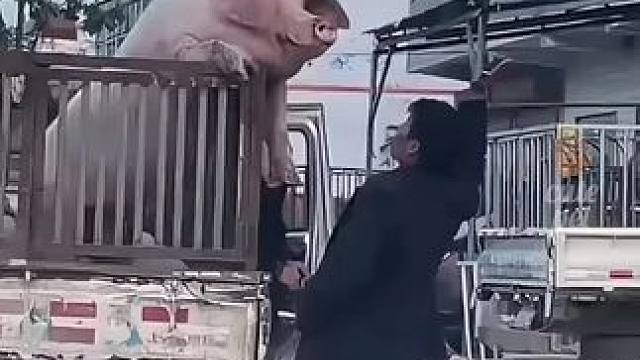 #猪事顺利 #牛脾气来了挡都挡不住 #好吃的猪肉不在超市不在市场 #谁都不服就服你