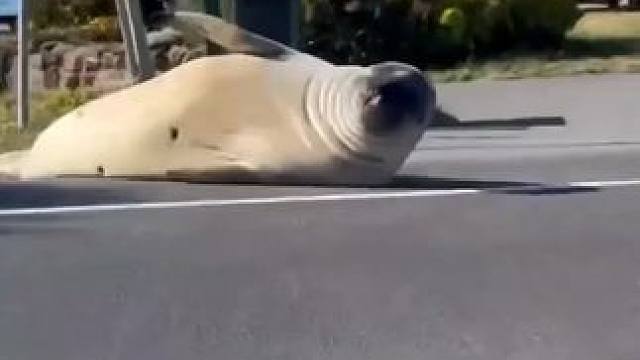 网红海豹尼尔，自来熟的海豹，它每天都要上街溜达，串串门，横穿马路。#海豹#动物 #动物的迷惑行为