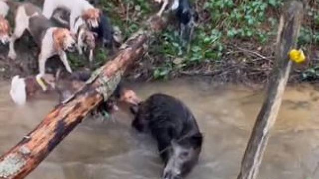 野生动物零距离~