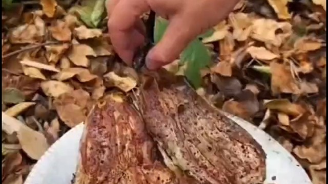 烹饪美味大茄子