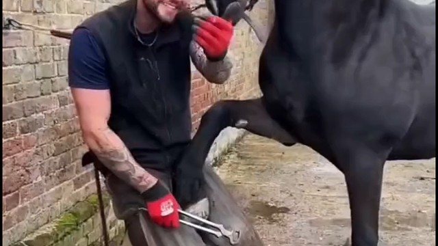 如何修剪马蹄子