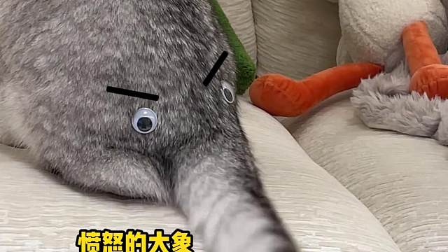 当放假在家太闲，我的猫····· #谁能拒绝傻憨憨的小猫咪