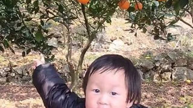 小外甥的心偏的好过分，说好的给妈妈呢？ #龙年大吉 #摘橘子的乐趣 #小屁孩