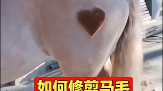 如何修剪马毛