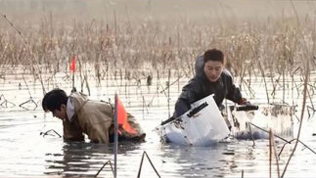 #极限挑战宝藏行  #贾乃亮  看#丞磊  框里的藕越来越多，趁其不备直接顺手牵“藕”，到了称重环节