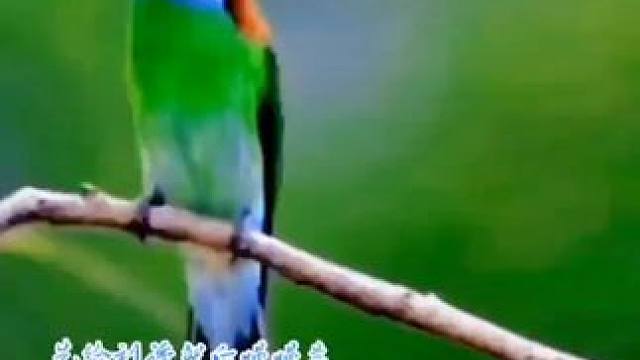 早安世界！相思鸟之恋 ！春回大地万物复苏 ，放飞心情拥抱大自然 ！鸟语花香满园春 ，记录身边好春光 