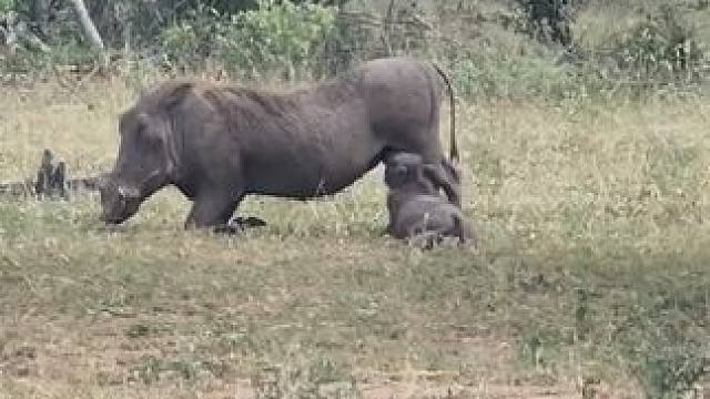 野生动物零距离~