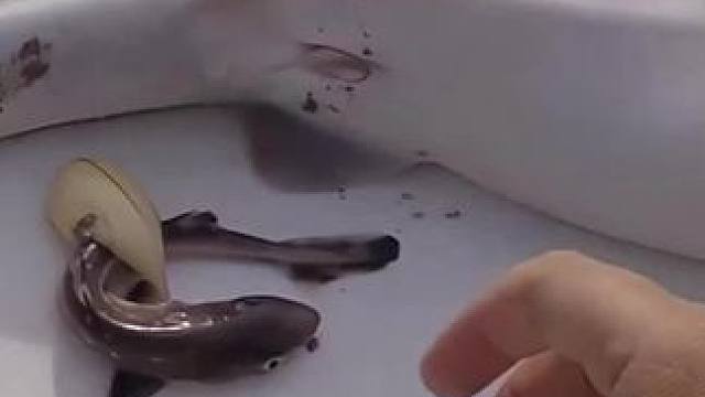 被钓起来的鲨鱼用最后的力气生了小宝宝#奇妙的动物 #动物的迷惑行为