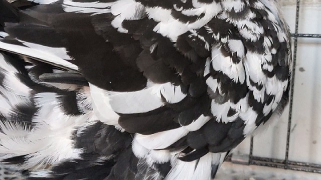 元宝鸽，雪花圆环鸽子不会飞的鸽子