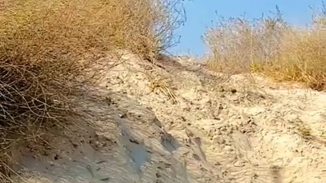 狡免三窟，这四个洞