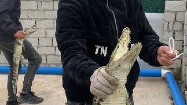 不听话就是挨揍