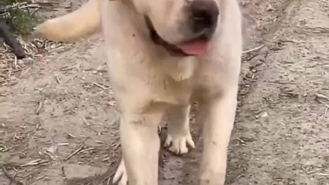 二师兄:沉浸式吃饭