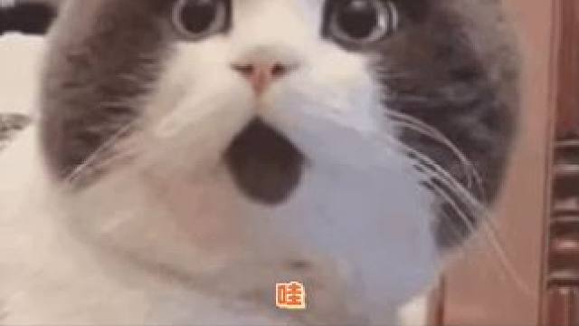 猫猫永远都是宝宝！！！