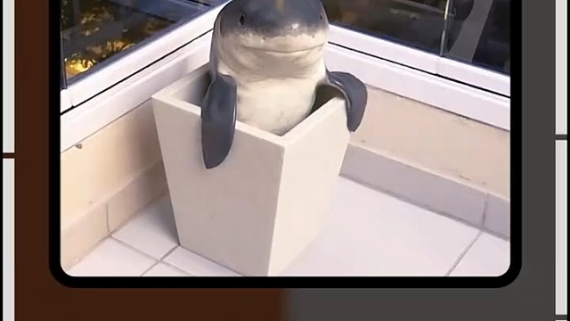 小鲨鱼的日常：赖床、打滚、看电视、写字、太可爱了