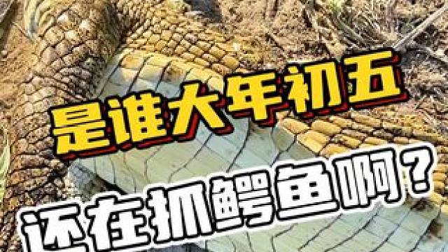 是谁大年初五还在抓鳄鱼啊？#鳄鱼 #鳄珍 #鳄鱼与牙签鸟皮带