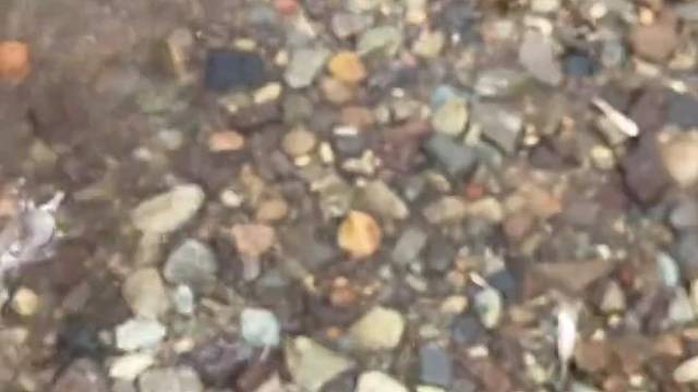 红鲤鱼女鲤鱼女女，