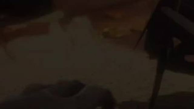 #阴阳师 #游戏攻略 鲸汐千姬版本SSR式神培养建议