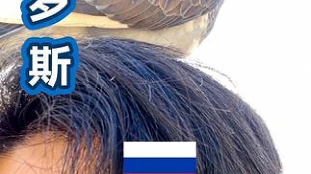 俄罗斯  千万不能吃国外的鸽子  ！！！
#旅行推荐官