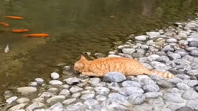 爆发力很强的橘猫