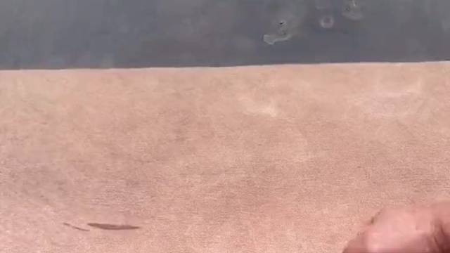 全是杂交鲫鱼，难吃的一批