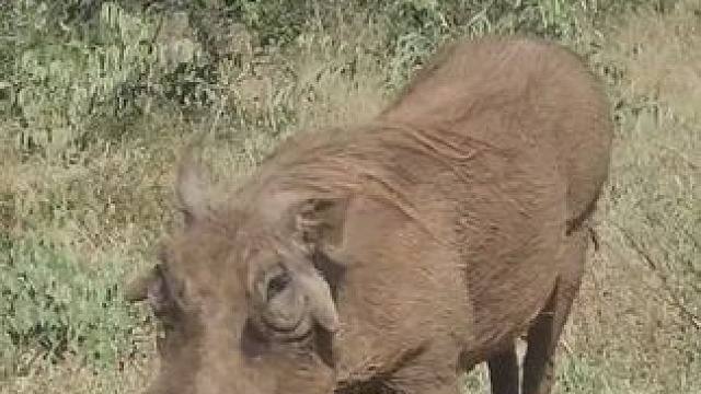 野生动物零距离~
