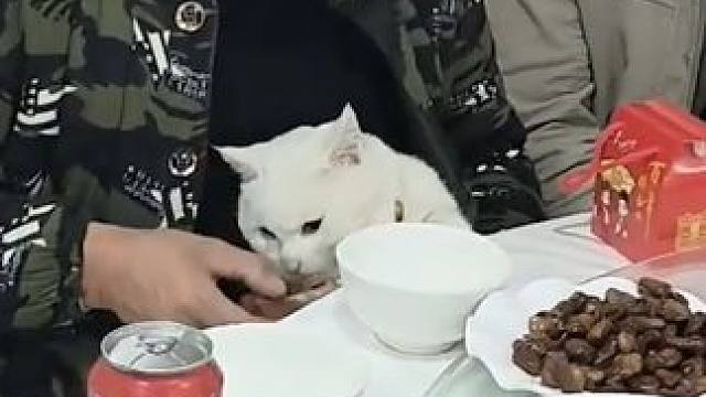 猫猫：爸爸（嚼嚼嚼）我还想吃个虾（嚼嚼嚼）#猫咪  #吃席  #萌宠