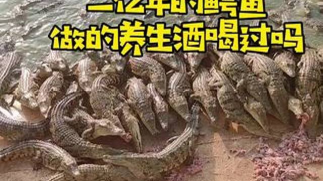 两亿多年的鳄鱼做的养生酒，喝过吗？#鳄鱼 #大补酒 #养生酒 #鳄珍