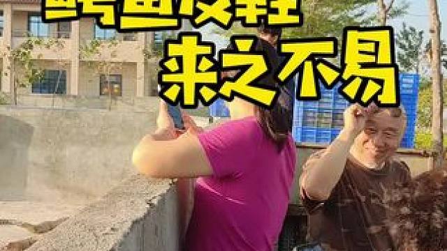 每双鳄鱼皮鞋都来之不易。#鳄鱼皮鞋 #鳄鱼养殖场 #鳄鱼与牙签鸟 #鳄珍