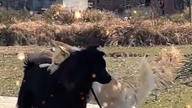 狗勾都知道知道久别重逢需要一个拥抱#治愈 #萌宠 #狗勾