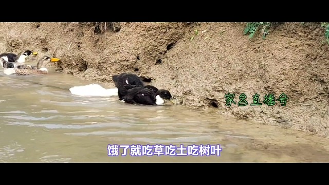 我家的特色农产品