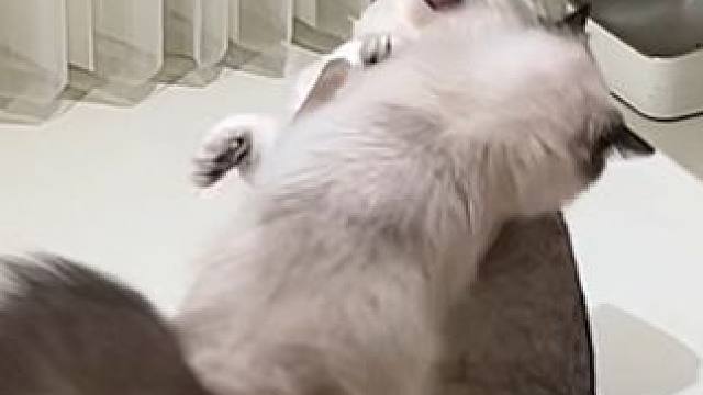 当我请了一个外援，准备治治我家猫 #三棵树国石艺术漆 #三棵树艺术漆 #三棵树奋发涂墙