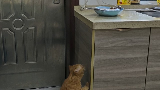 猫猫想吃鱼了