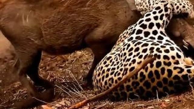 野生动物零距离~