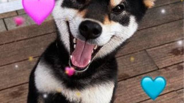 #新的一年汪汪汪 #黑柴 #发一张你家修勾的照片 微笑小天使