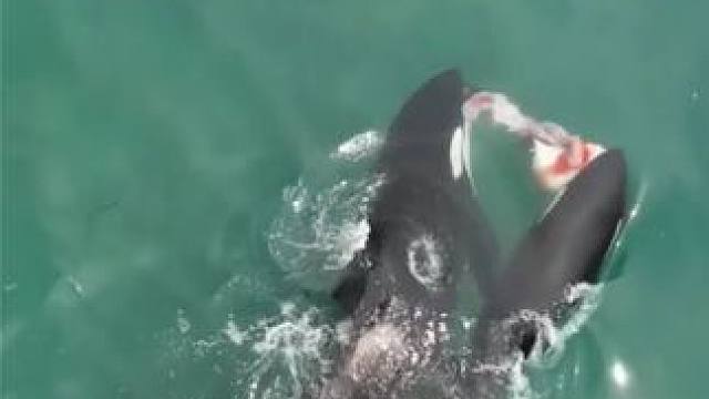 虎鲸竟懂得感恩，得到猎物先让妈妈吃，高智商捕猎犹如降维打击 #虎鲸捕食 #海洋动物