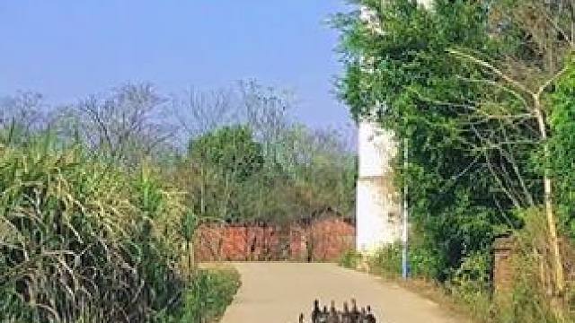 继续走，继续失去#原创视频 #是鸭还是鹅 #继续前行 #目之所及皆是回忆 #时隔多年