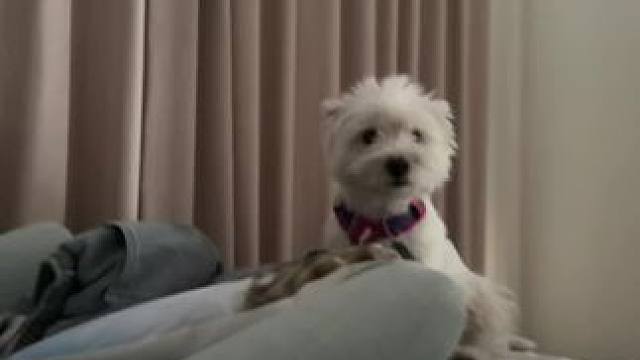 直播表演的擦擦换狗术#西高地白梗 #萌宠日常记录