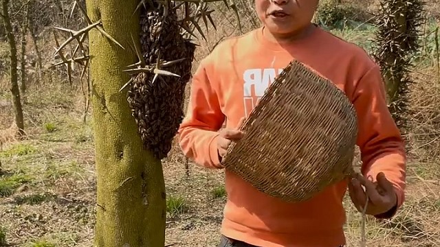 他怎么做到蜜蜂不蛰他的