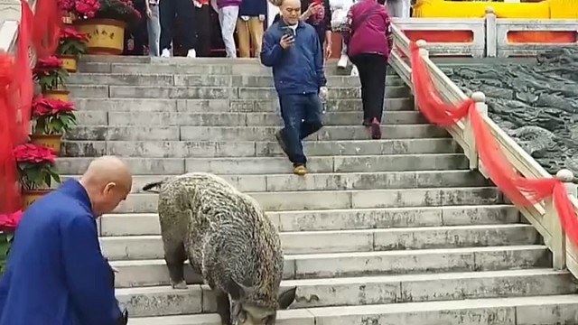 八戒，你又调皮了哈哈