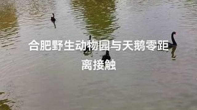 合肥野生动物园，看天鹅。#黑天鹅 #白天鹅 #天鹅 #人与自然和谐 #野生动物零距离 #保护鸟类 