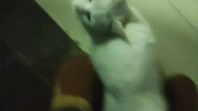 我这是捅了猫窝了？故意找茬是不？刚送走一只又来？谁家大尾巴？